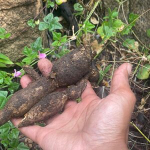 Ukundlulisa umoya womtwana